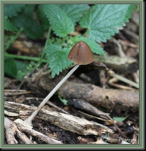 Inktzwam spec. - Coprinus spec. IMG-7438