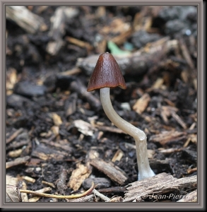 Inktzwam spec. - Coprinus spec. IMG-7549