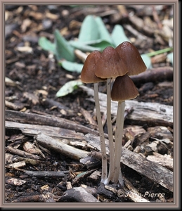 Inktzwam spec. - Coprinus spec. IMG-7573