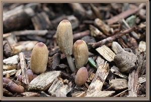 Inktzwam spec. - Coprinus spec. IMG-7595