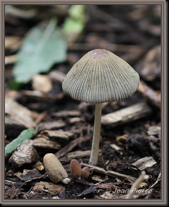 Inktzwam spec. Coprinus spec. IMG-7619