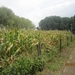wandelen in Burcht 22-9-2013 011