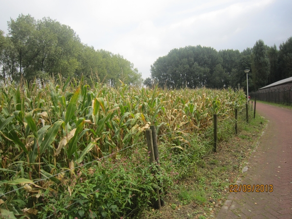 wandelen in Burcht 22-9-2013 011