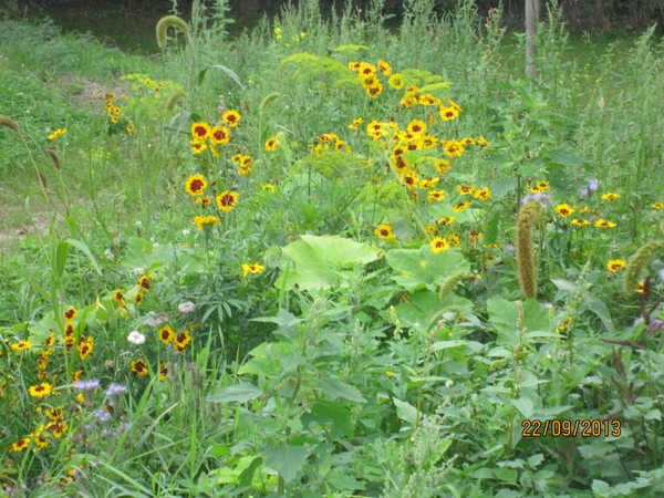 wandelen in Burcht 22-9-2013 088