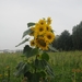 wandelen in Burcht 22-9-2013 091