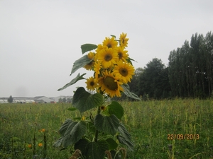 wandelen in Burcht 22-9-2013 091