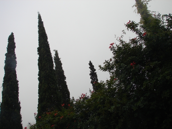 0809 Madeira - 058 - Palheiro Gardens Funchal
