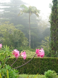 0809 Madeira - 071 - Palheiro Gardens Funchal
