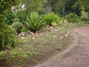 0809 Madeira - 079 - Palheiro Gardens Funchal