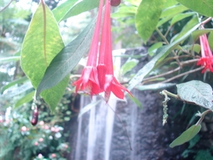 0809 Madeira - 271 - Jardim Tropical Monte Palace (Funchal)