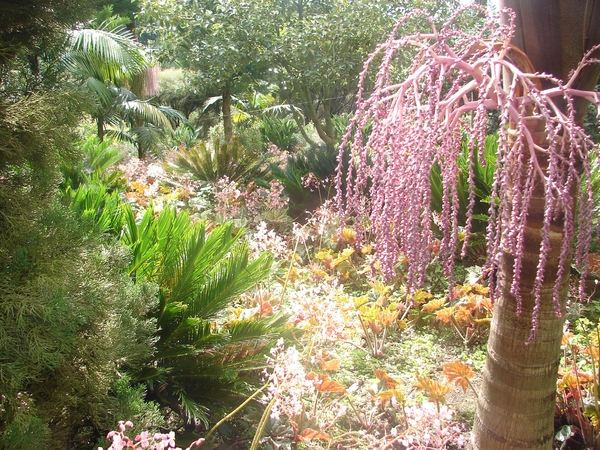 0809 Madeira - 307 - Jardim Tropical Monte Palace (Funchal)