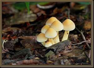 Gewone zwavelkop - Hypholoma fasciculare IMG-8214