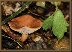 Kaneelkleurige melkzwam - Lactarius quietus  IMG-8094