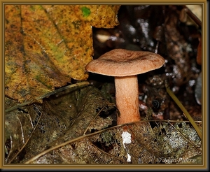 Kaneelkleurige melkzwam - Lactarius quietus  IMG-8103