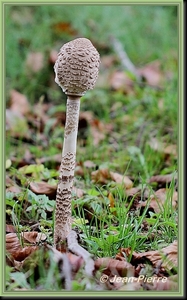 Grote parasolzwam - Macrolepiota procera IMG-8668