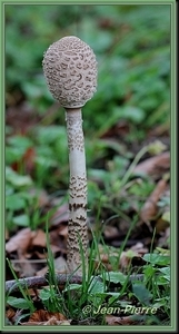 Grote parasolzwam - Macrolepiota procera IMG-8690