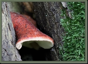 Biefstukzwam - Fistulina hepatica IMG-9711 1