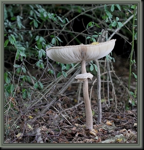 Grote parasolzwam - Macrolepiota procera IMG-9837