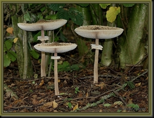 Grote parasolzwam - Macrolepiota procera IMG-9847