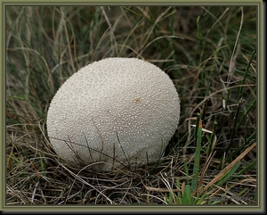 Ruitjesbovist - Calvatia utriformis IMG-0495