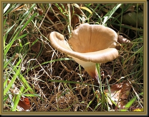 Peksteel - Polyporus badius  IMG-0931