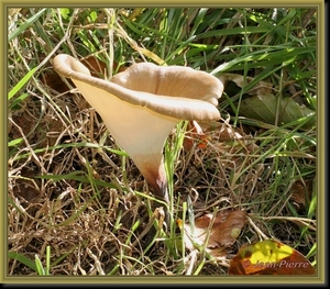 Peksteel - Polyporus badius  IMG-1009