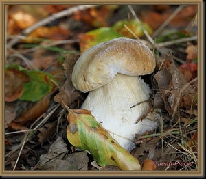 Gewoon eekhoorntjesbrood - Boletus edulis IMG-1107