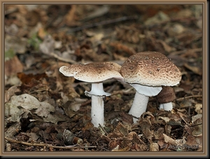 Schubbige boschampignon - Agaricus silvaticus  IMG-9919