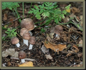 Schubbige boschampignon - Agaricus silvaticus  IMG-9927