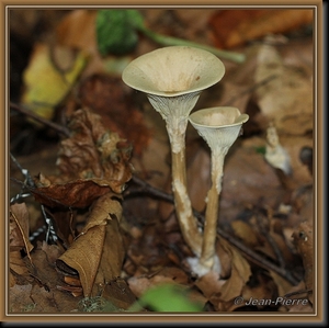 Slanke trechterzwam - Clitocybe  gibba IMG-1560