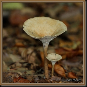 Slanke trechterzwam - Clitocybe gibba  IMG-1543