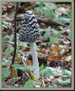 Spechtinktzwam - Coprinus picaceus  IMG-1590