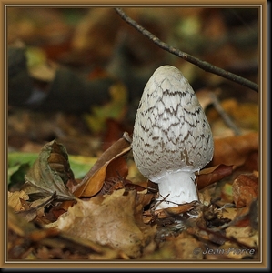 Spechtinktzwam - Coprinus picaceus IMG-1445