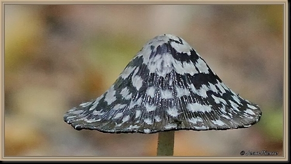 Spechtinktzwam - Coprinus picaceus IMG-1482