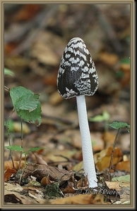 Spechtinktzwam - Coprinus picaceus IMG_1381