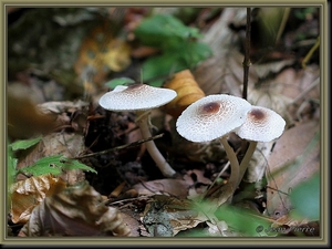 Stinkparasolzwam - Lepiota cristata