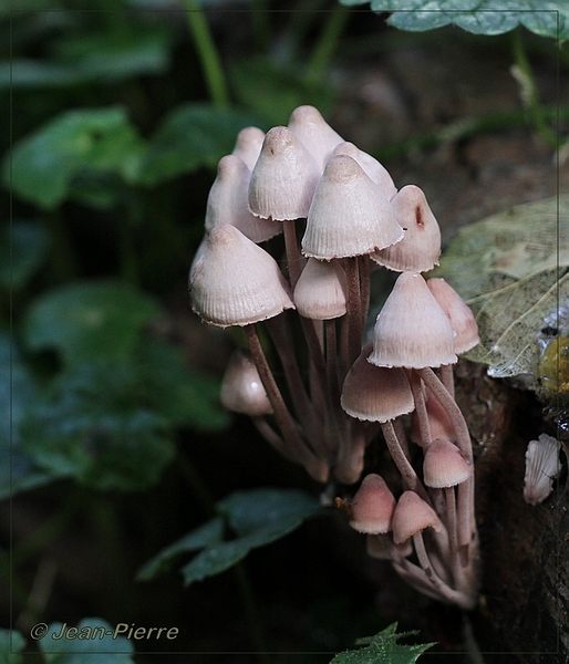 Grote bloedsteelmycena  - Mycena haematopus IMG-3235