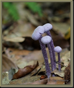 Amethistzwam - Laccaria amethystina  IMG-1298