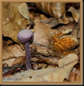 Amethistzwam - Laccaria amethystina IMG-3980