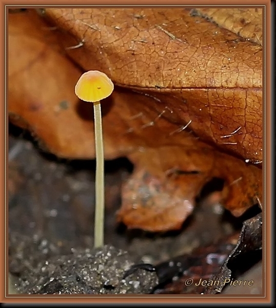 Dooiergele mestzwam - Bolbitius vitellinus IMG-3832_