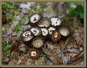 Gestreept nestzwammetje - Cyathus striatus IMG-3853