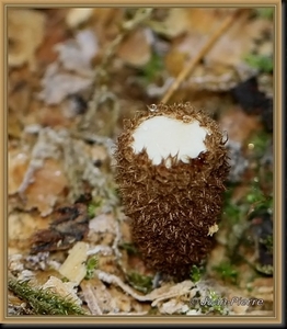 Gestreept nestzwammetje - Cyathus striatus IMG-3857_