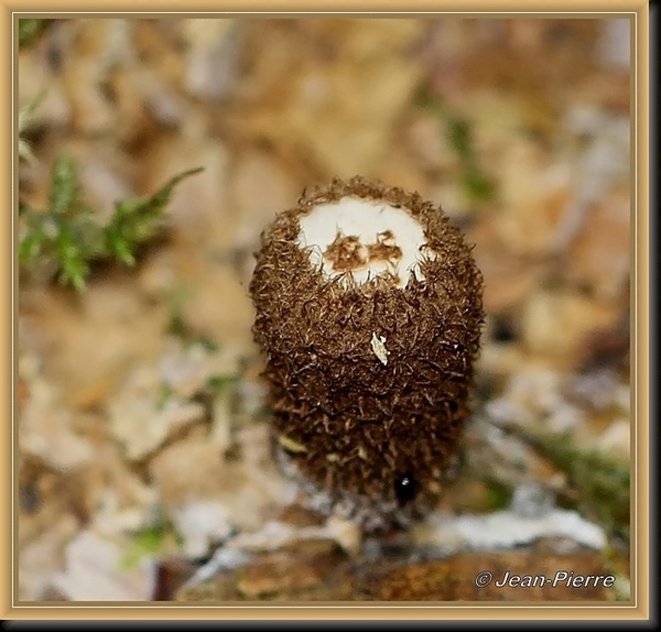 Gestreept nestzwammetje - Cyathus striatus IMG-3862_