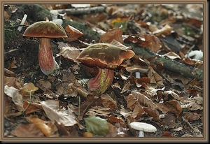 Gewone heksenboleet - Boletus erythropus IMG_4769