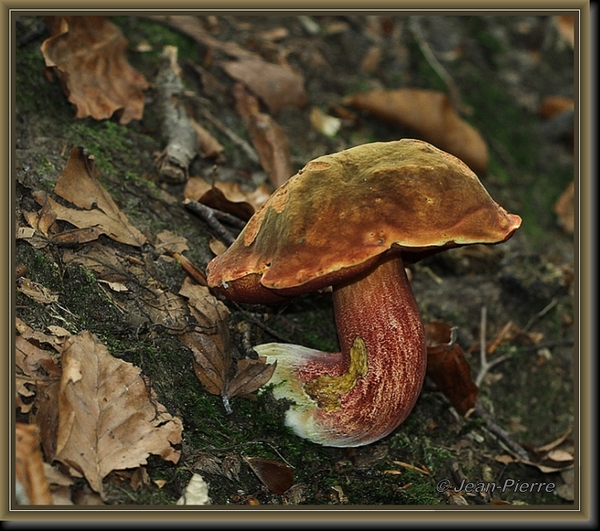 Gewone heksenboleet - Boletus erythropus IMG-4781