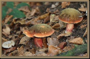 Gewone heksenboleet - Boletus erythropus IMG-4807