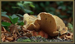 Gewone heksenboleet - Boletus erythropus IMG-4826