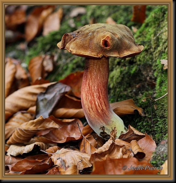Gewone heksenboleet - Boletus erythropus IMG-4838