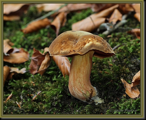 Gewone heksenboleet - Boletus erythropus IMG-4843