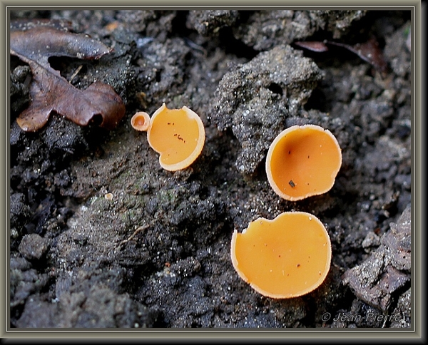 Kleine oranje bekerzwam - Aleuria exigua IMG-3811